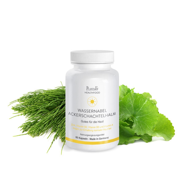 Wassernabel Ackerschachtelhalm Kapseln